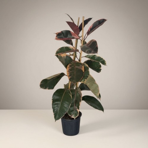 Ficus Belize Kauçuk